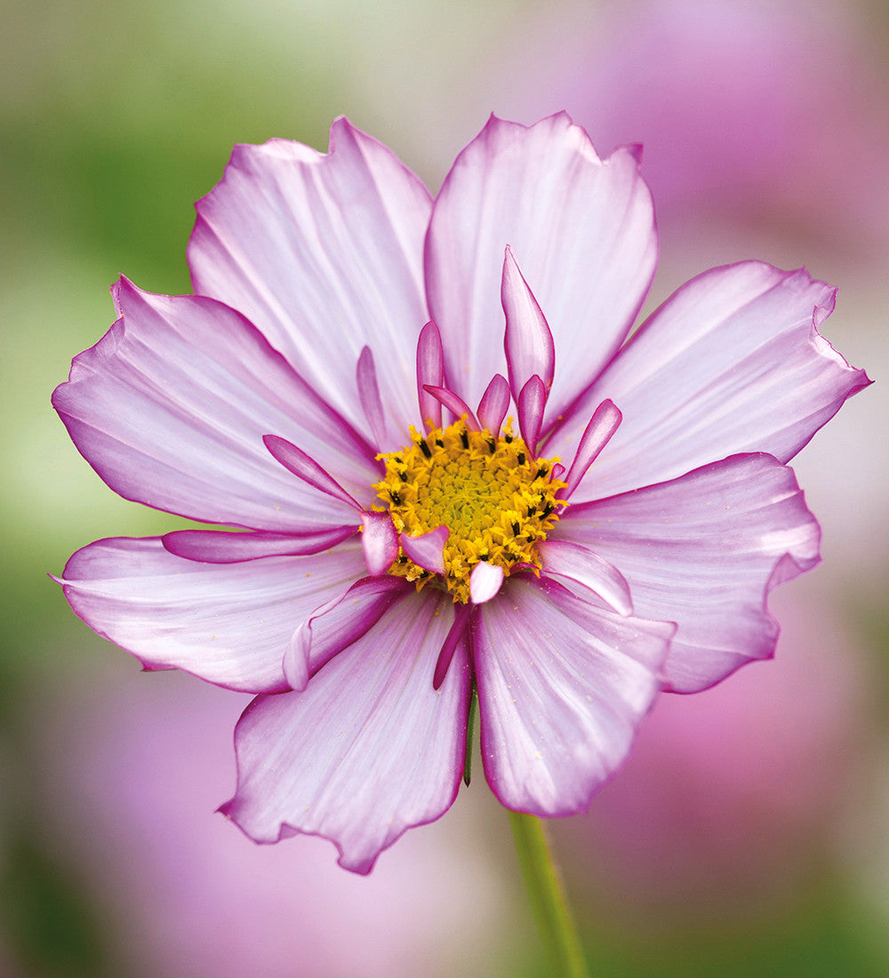 Sarah Raven Cosmos Fizzy Rose Picotee Samen 50 Stück