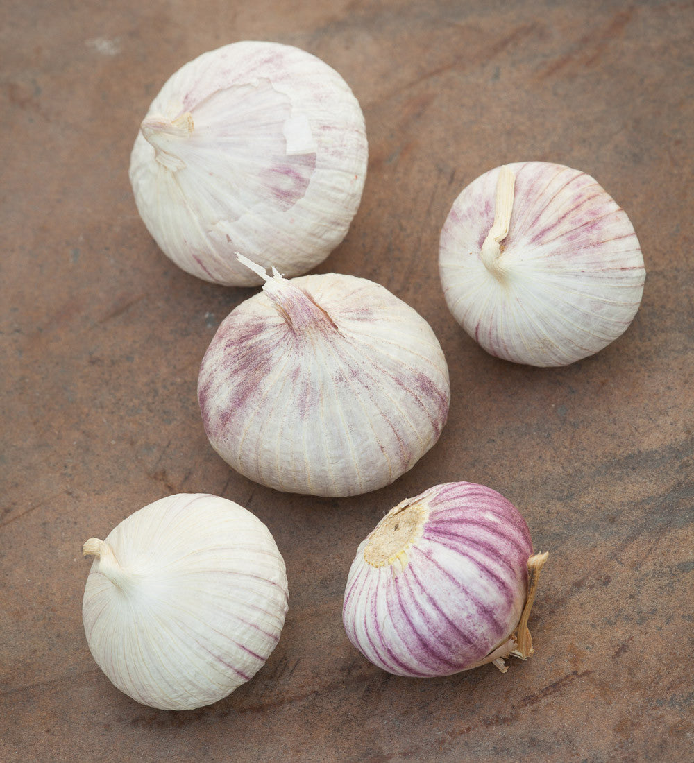 Sarah Raven Bulbs Garlic Early Purple Wight Knoblauch 2 Zwiebeln früh