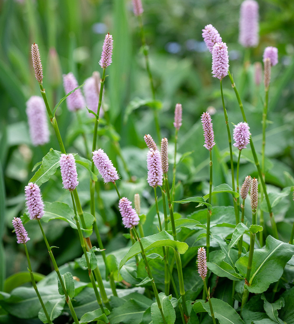 Sarah Raven Plants Persicaria bistorta Pflanze 3x 9cm Topf Dauerblüher
