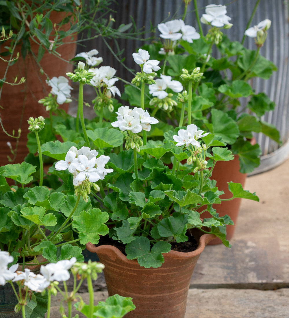 Sarah Raven Designer White Pelargonie Samen 6 Stück Weiß