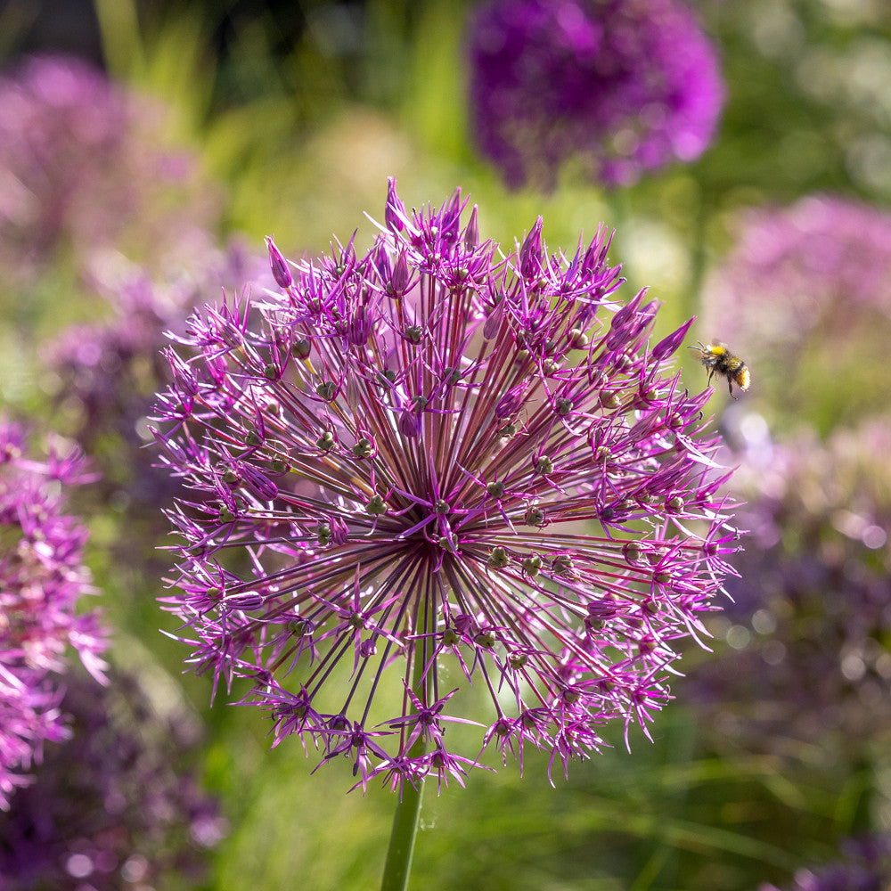 Sarah Raven Allium Collection Blumenzwiebeln 36 Stück bienenfreundlich