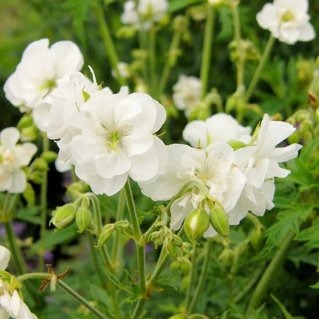Sarah Raven Plants Geranium Laura Pflanzen 3x9cm weiß winterhart