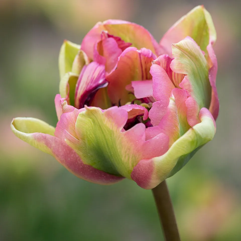 Sarah Raven Bulbs Tulpe Double Groenland Blumenzwiebeln 15 Stück gefüllt