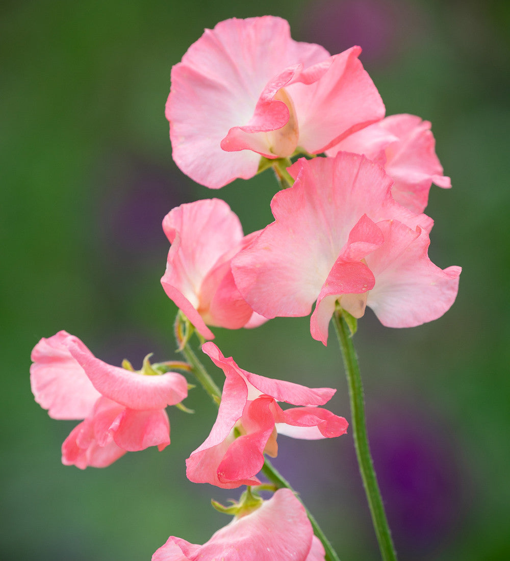 Sarah Raven Sweet Pea Princess Elizabeth Blumensamen 25 Samen rosa