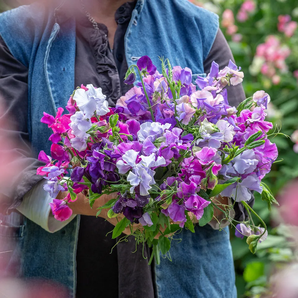 Sarah Raven Plants Sweet Pea Collection Duftwicke 20 Setzlinge duftend
