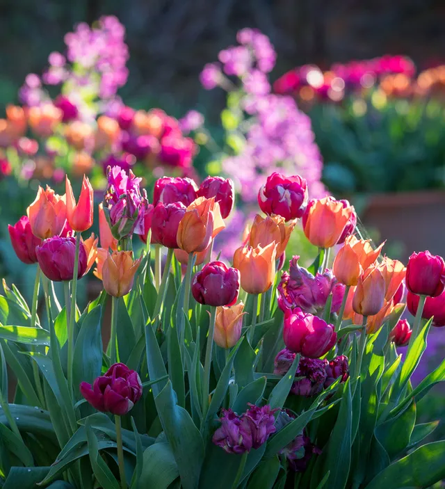 Sarah Raven Bulbs Boiled Sweet Tulpen Blumenzwiebeln 20 Stück