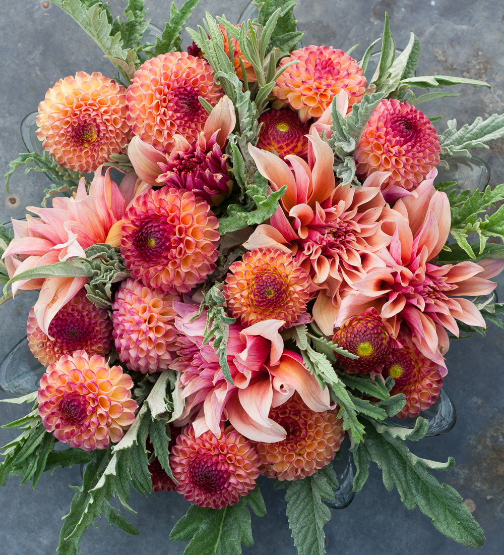 Sarah Raven Bulbs Dahlia Labyrinth Dahlienknolle 1 Knolle rosa