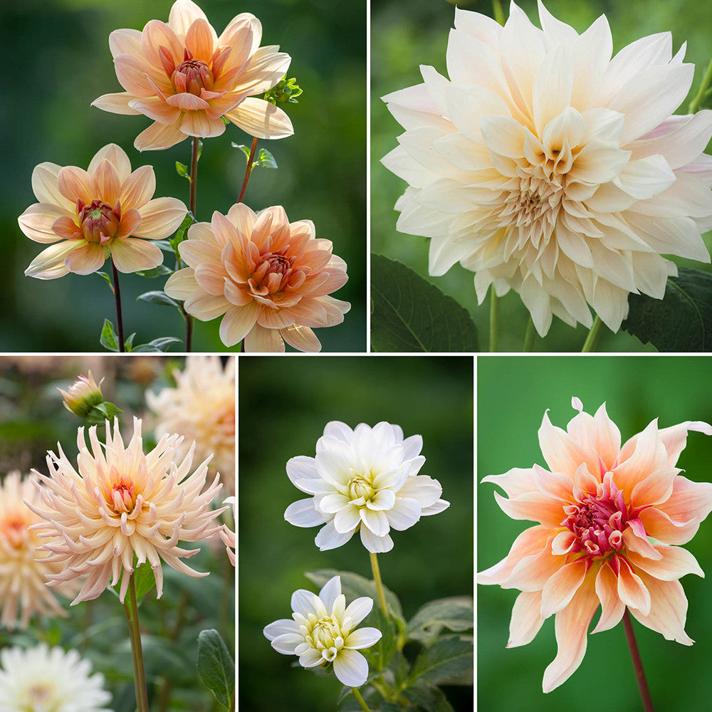 Sarah Raven Bulbs Soft Warm Dahlienkollektion Dahlienknollen 5 Stück rosa