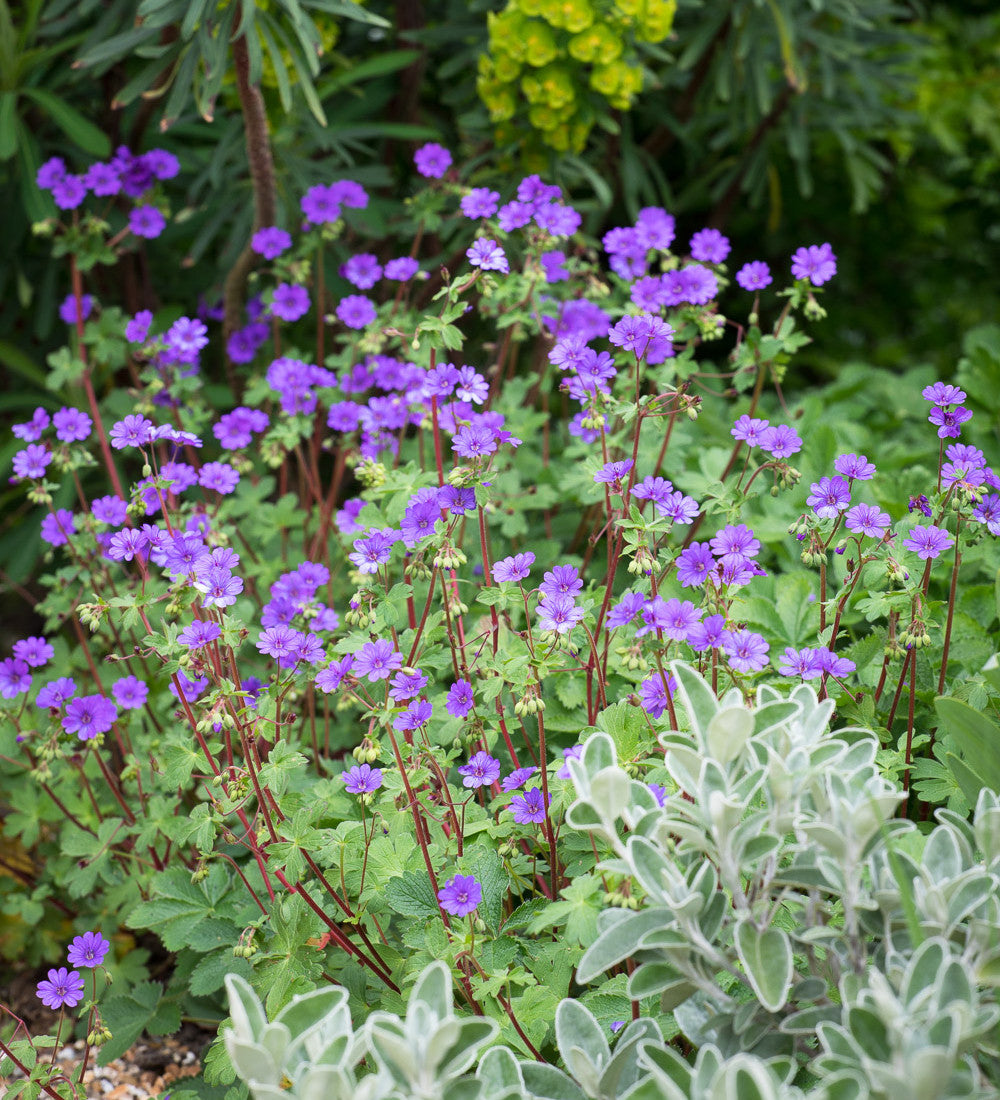 Sarah Raven Plants Geranium Bill Wallis Pflanze 3x 9cm Topf