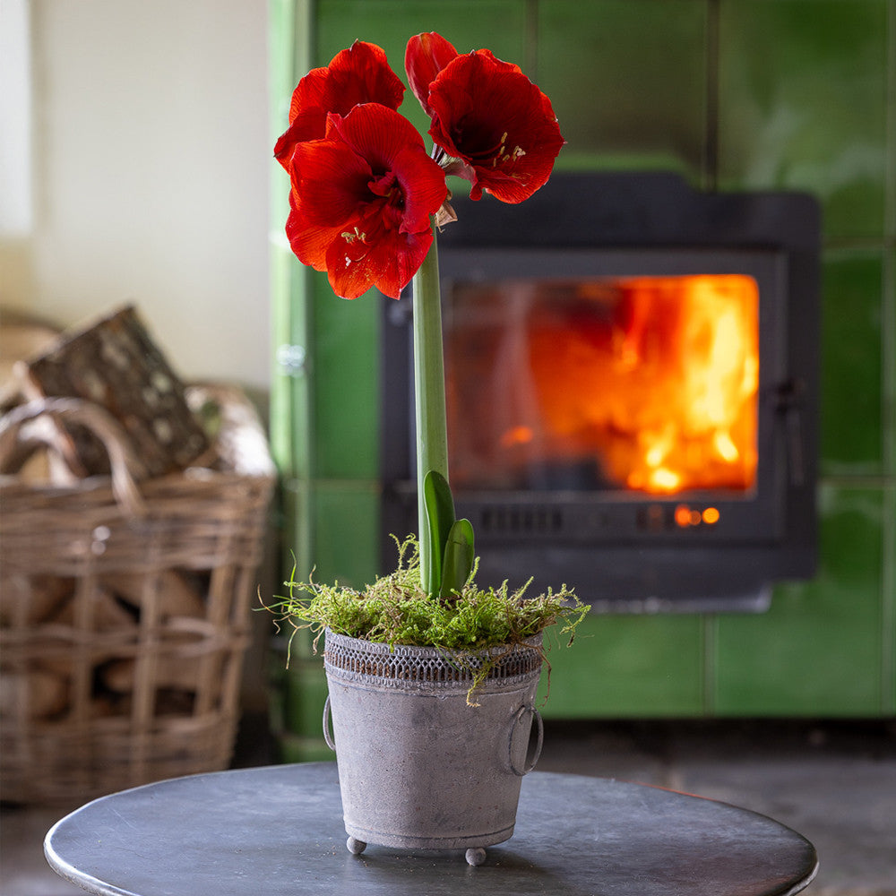 Sarah Raven Bulbs Amaryllis Benfica Blumenzwiebel 1 Stück dunkelrot