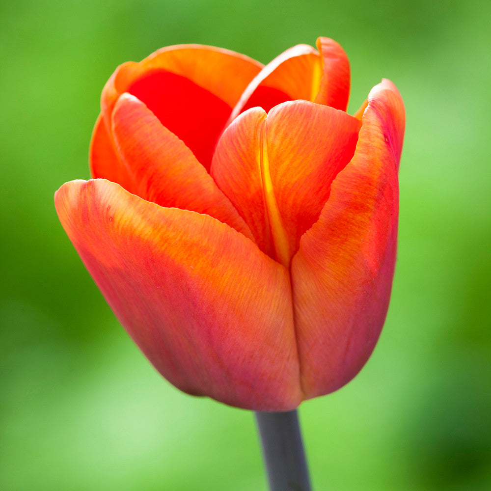 Sarah Raven Bulbs Scented Tulip Collection Tulpen 40 Zwiebeln Duft
