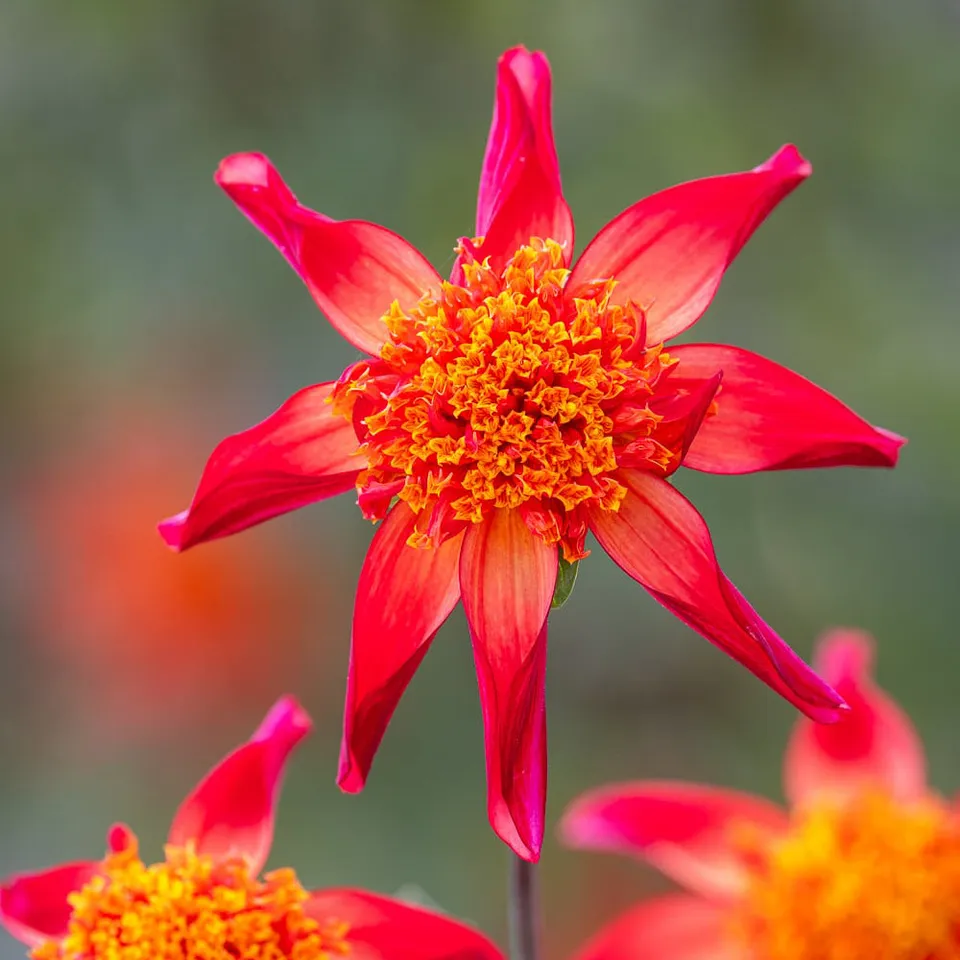 Sarah Raven Bulbs Dahlie Red Starfish Knolle Rot