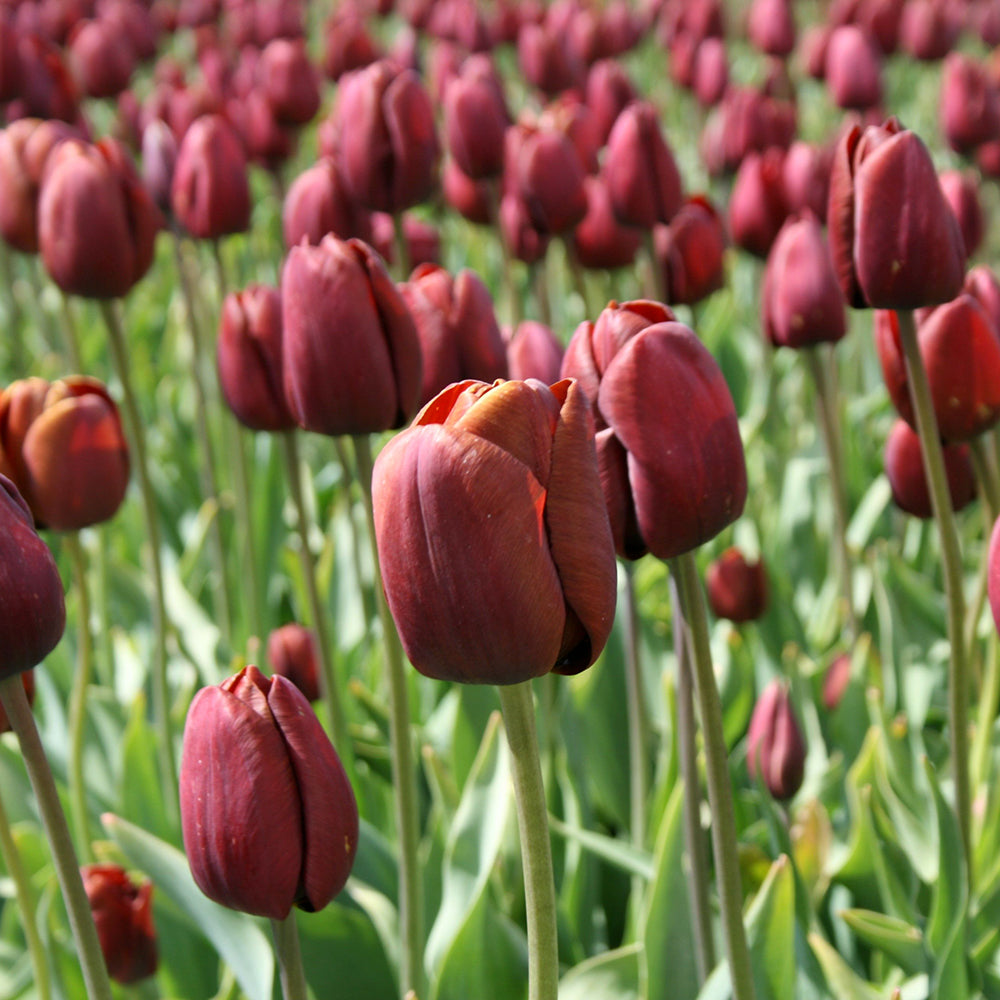 Sarah Raven Tulpe Dom Pedro Blumenzwiebeln Terracotta 10 Stück