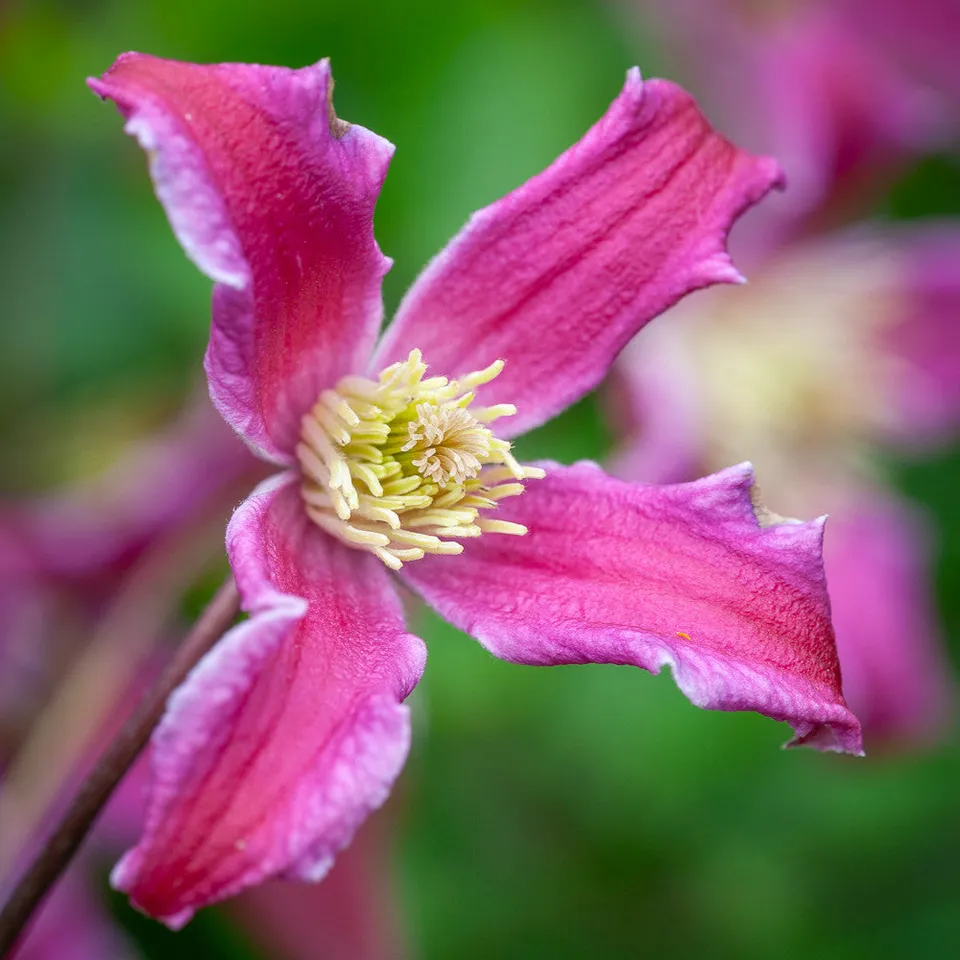 Sarah Raven Plants Clematis Etoile Rose 2 Liter rosa