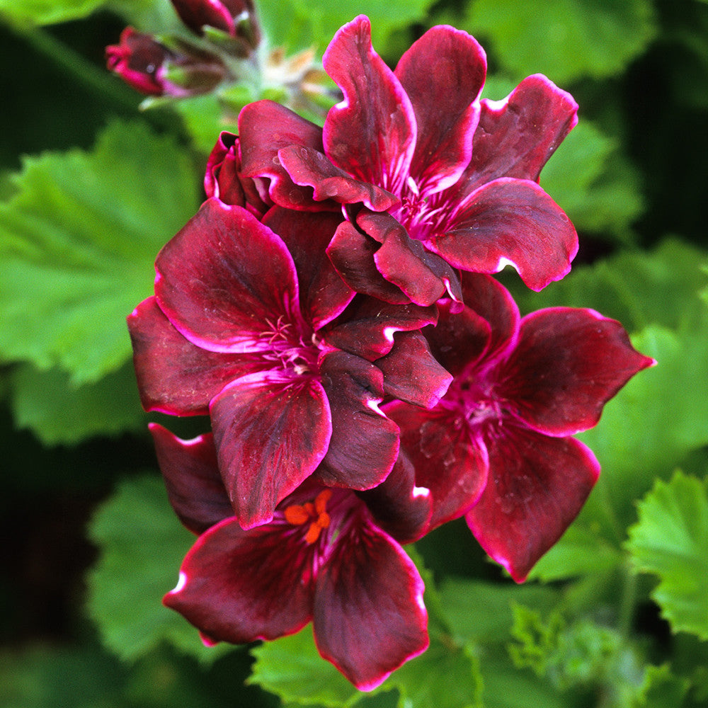 Sarah Raven Plants Pelargonium Lord Bute Geranie 3x 9cm Topf rot