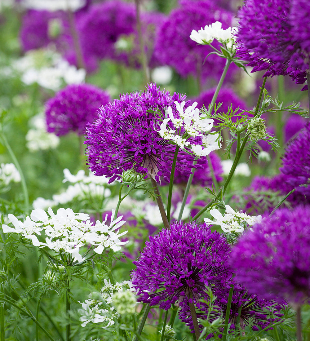 Sarah Raven Bulbs Allium Purple Sensation Zwiebel 15 Stück