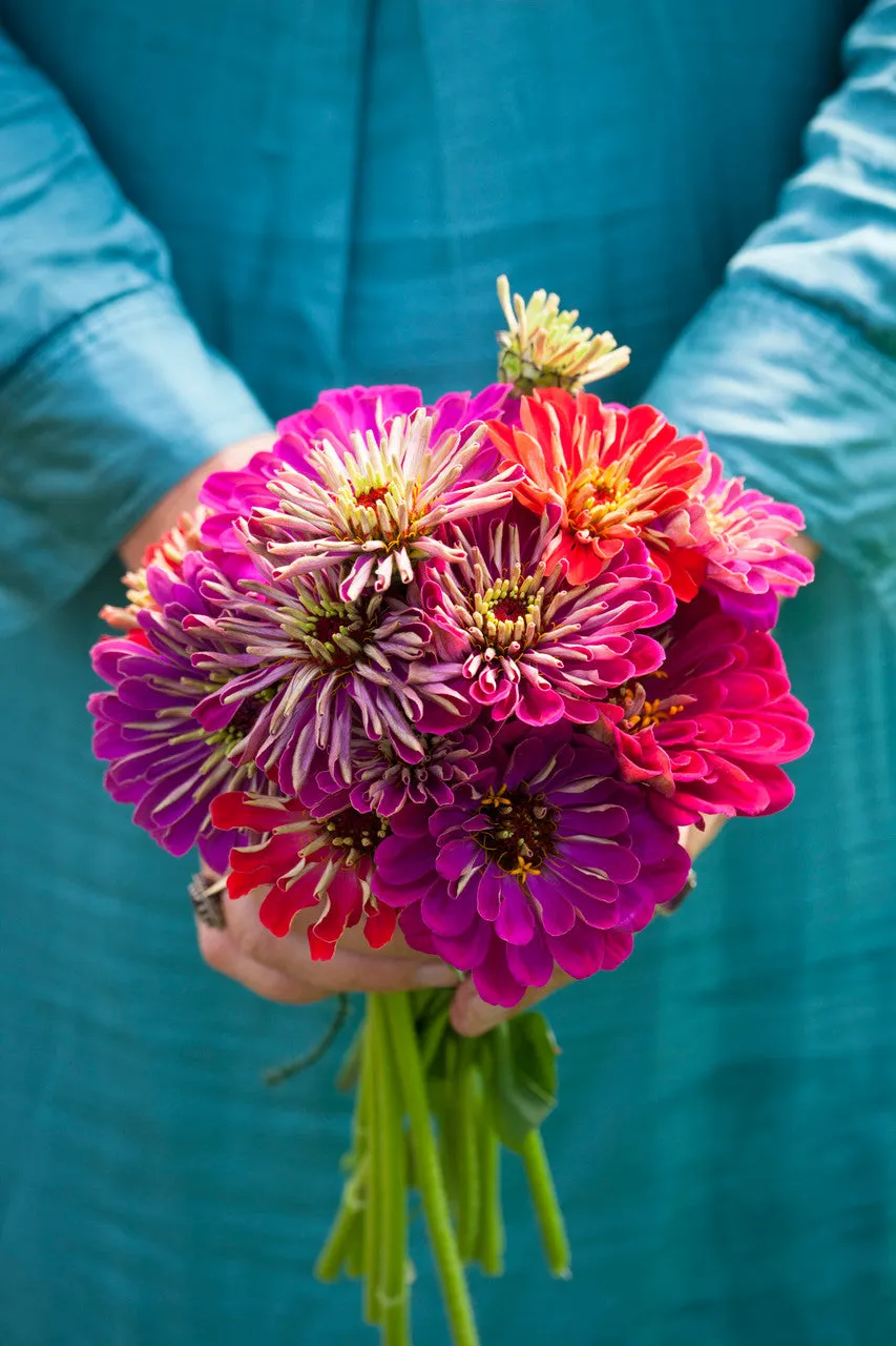 Sarah Raven Seeds Deep Zinnia Collection Samen 30 Samen rot