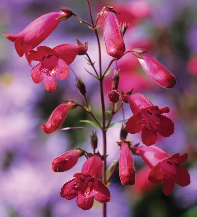 Sarah Raven Plants Penstemon Garnet Bartfaden 3x 9cm Topf rot
