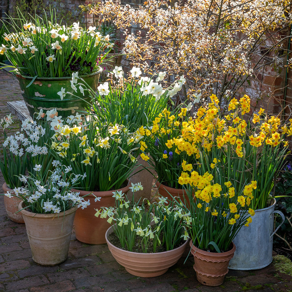 Sarah Raven Dutch Yard Narcissus Collection Blumenzwiebeln 40 Stück duftend