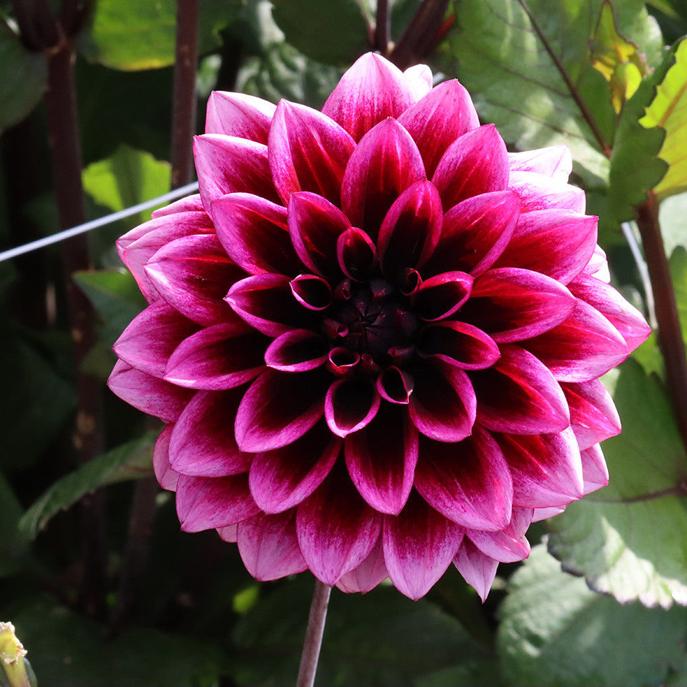 Sarah Raven Bulbs Dahlie Davina Michelle Knolle 1 Knolle magenta