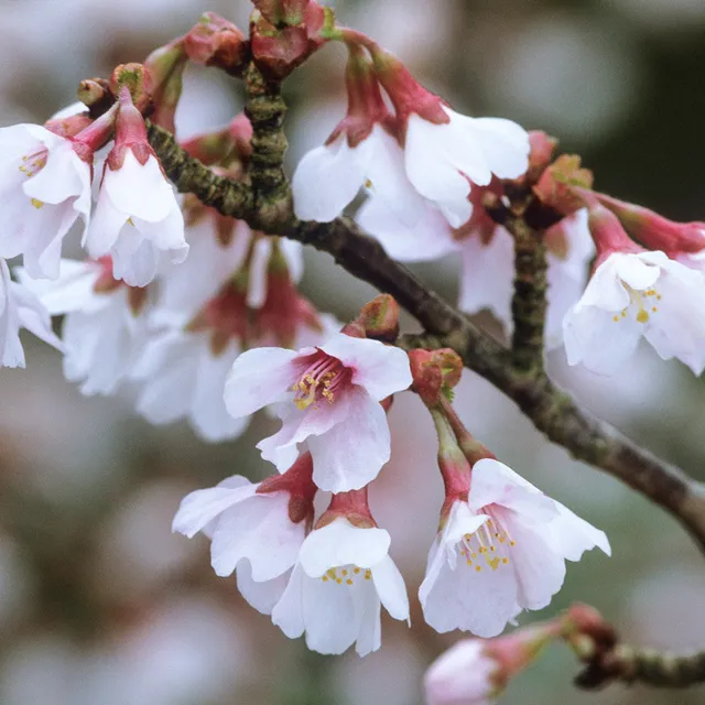 Sarah Raven Plants Fuji-Kirsche Kojo-no-mai Pflanze 2 L Topf