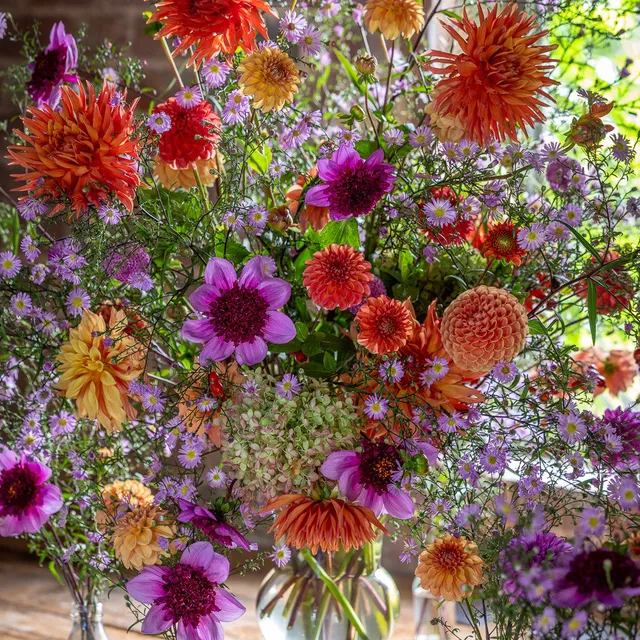 Sarah Raven Bulbs Bea Dahlien Knollen 7 Stück orange-pink