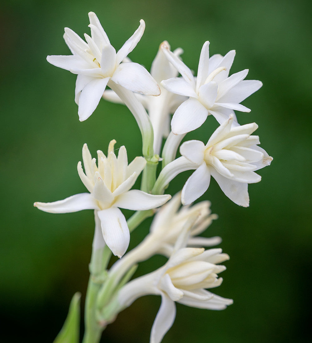 Sarah Raven Bulbs Polyanthes The Pearl Tuberose 5 Knollen Duft