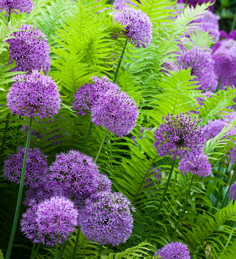 Sarah Raven Bulbs Allium Purple Sensation Zwiebel 15 Stück
