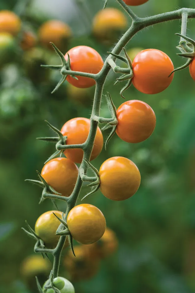 Sarah Raven Sungold Tomaten 20 Samen süß gelb