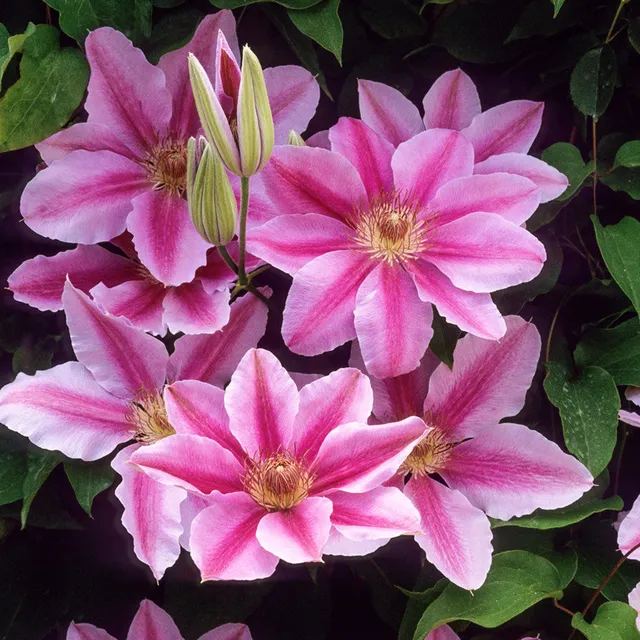 Sarah Raven Plants Clematis Bees Jubilee Kletterpflanze 2L