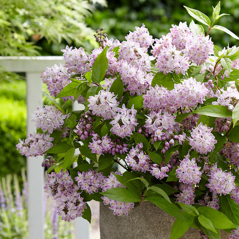 Sarah Raven Deutzia Raspberry Sundae Strauch 2 L Topf rosa-weiß