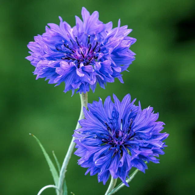 Sarah Raven Centaurea Blue Boy Pflanzen 6x 9cm Topf blau