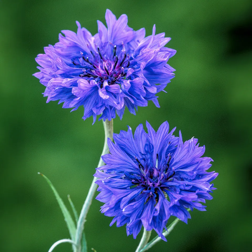 Sarah Raven Centaurea Blue Boy Pflanzen 6x 9cm Topf blau