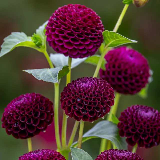 Sarah Raven Bulbs Dahlie Moor Place Blumenzwiebel 1 Knolle lila