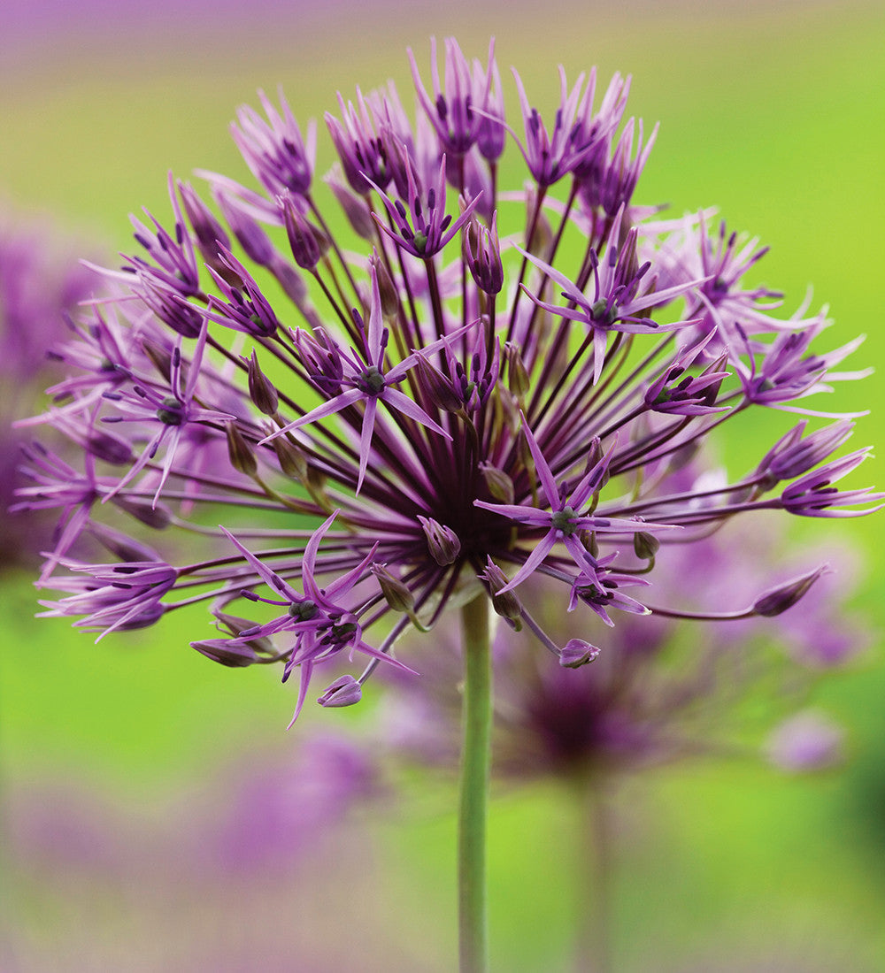Sarah Raven Bulbs Zierlauch New Allium Kollektion 33 Zwiebeln