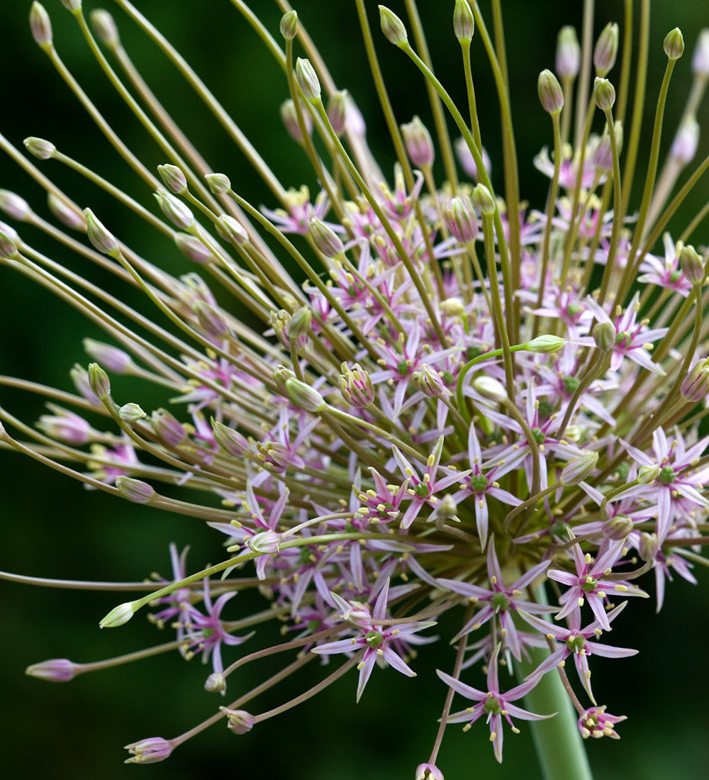 Sarah Raven Bulbs Allium schubertii Zierlauch 3 Zwiebeln