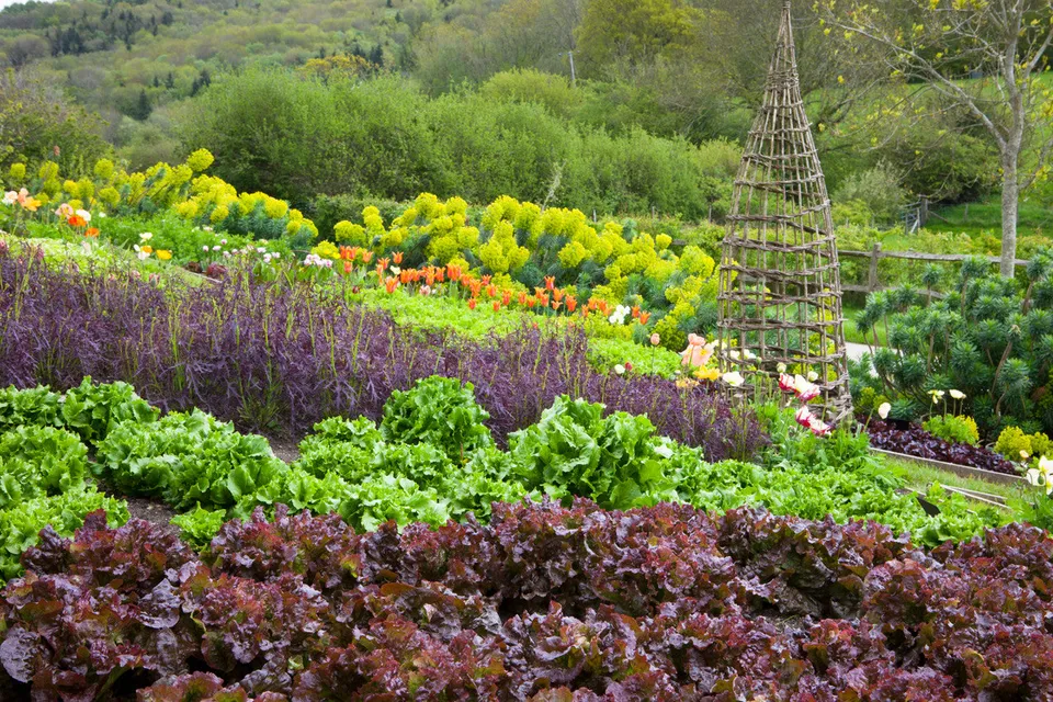 Sarah Raven Seeds Salat Best Summer Mix Samen 1000 Samen Sommer