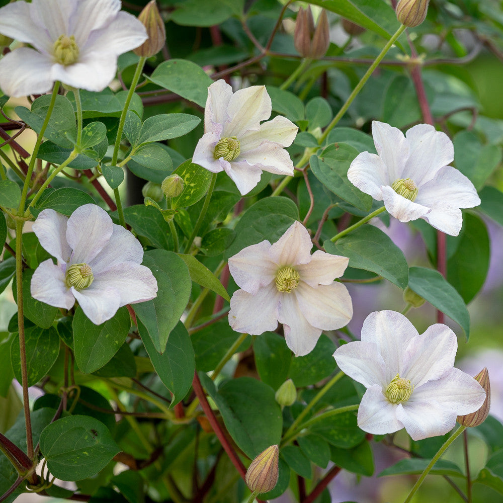 Sarah Raven Plants Clematis Huldine 2 Liter Topf weiß