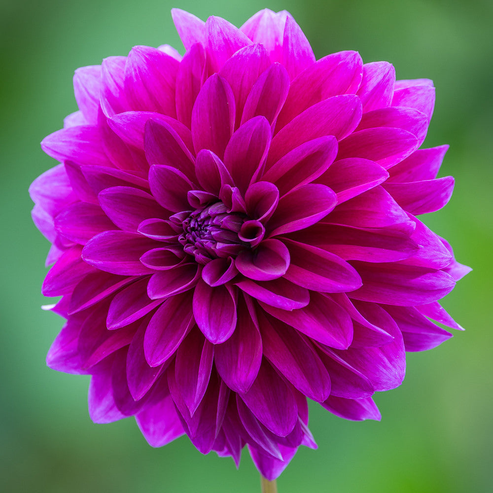 Sarah Raven Dahlie Le Baron Knolle 1 Knolle lila Schnittblume