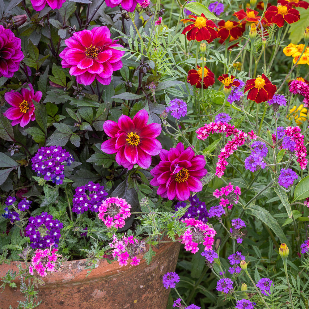 Sarah Raven Plants Purple Nights Pflanzen 6x9cm lila Biene