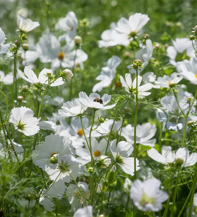 Sarah Raven Cosmos Purity Samen 100 Samen weiß Schnittblume
