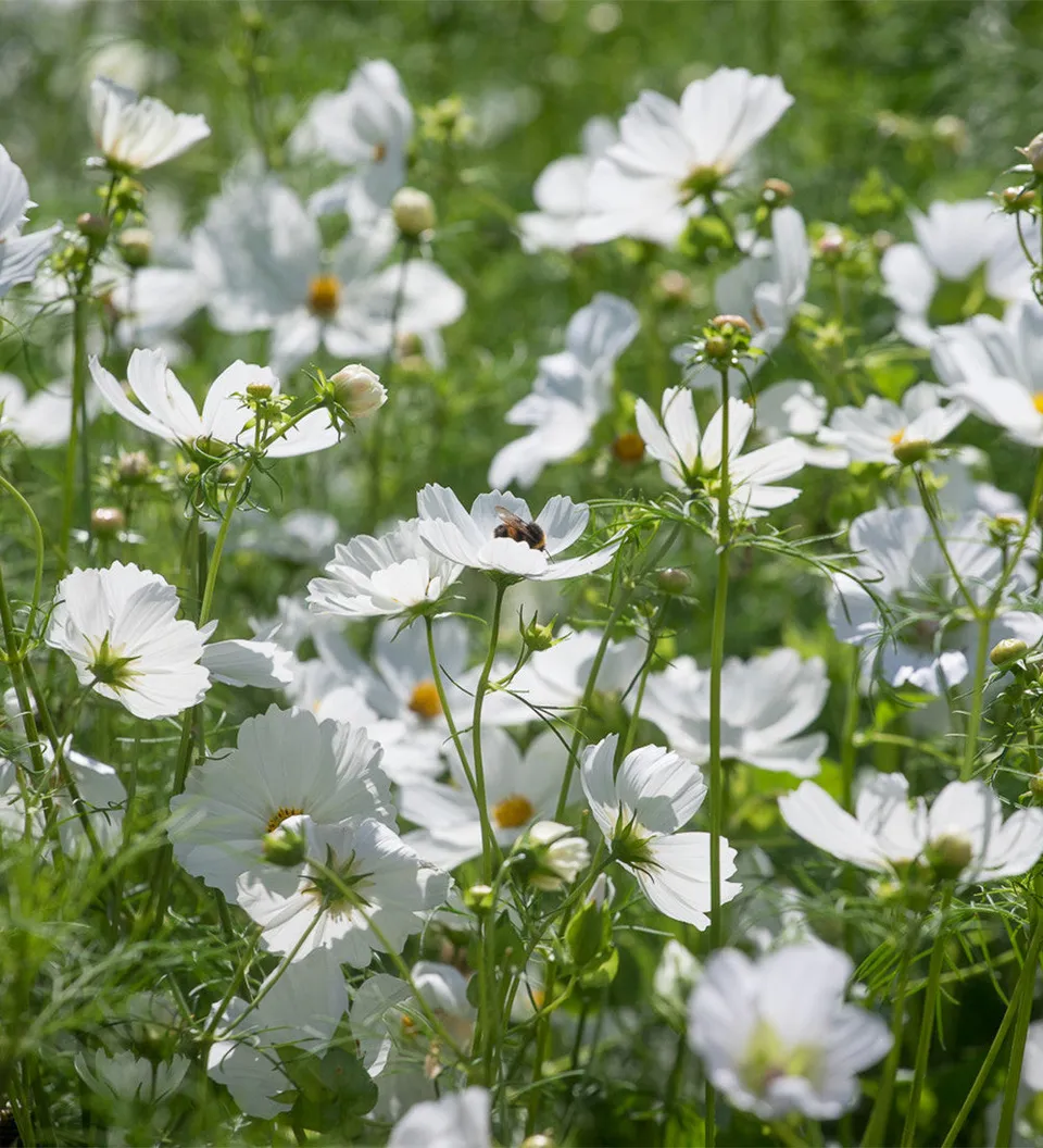 Sarah Raven Cosmos Purity Samen 100 Samen weiß Schnittblume