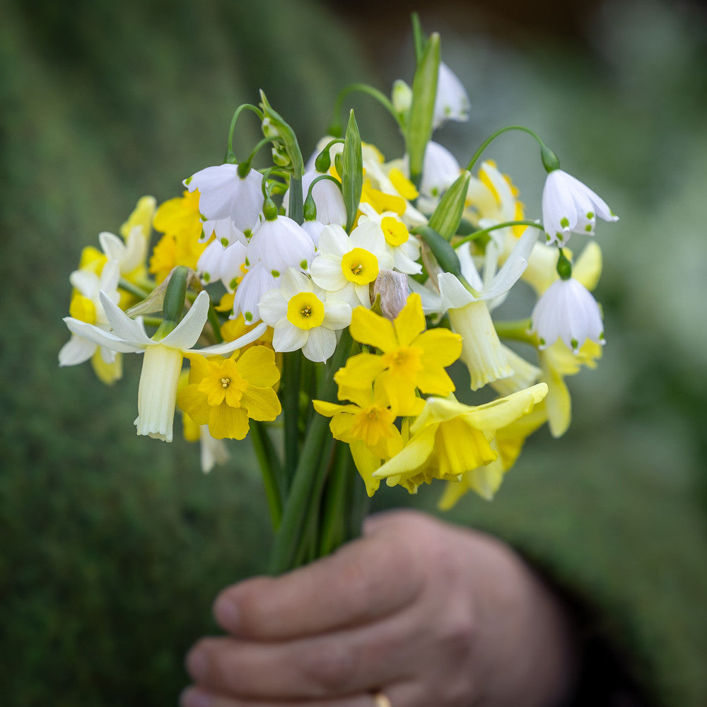 Sarah Raven Bulbs Perfect Spring Posy Blumenzwiebeln 40 Stück