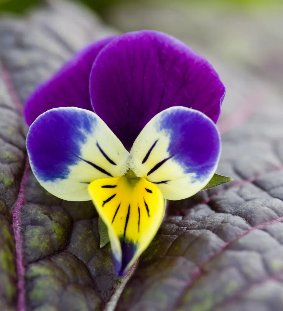 Sarah Raven Viola Tricolor Hearts Ease Samen 100 Stück