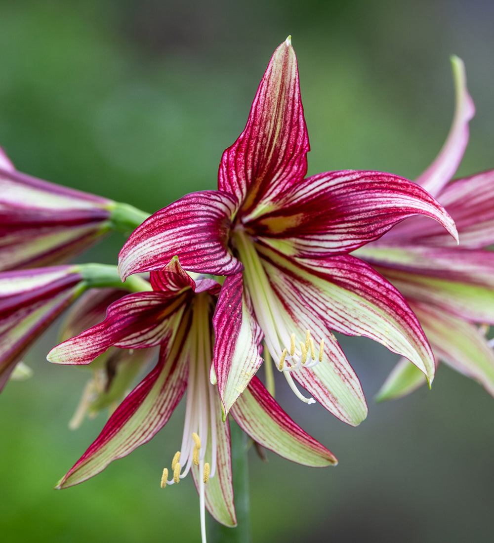 Sarah Raven Bulbs Amaryllis Mystica Blumenzwiebel 1 Zwiebel gestreift