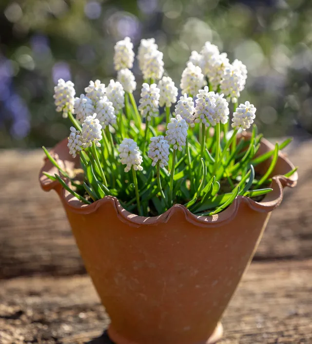 Sarah Raven Bulbs Muscari White Magic Blumenzwiebeln 25 weiß