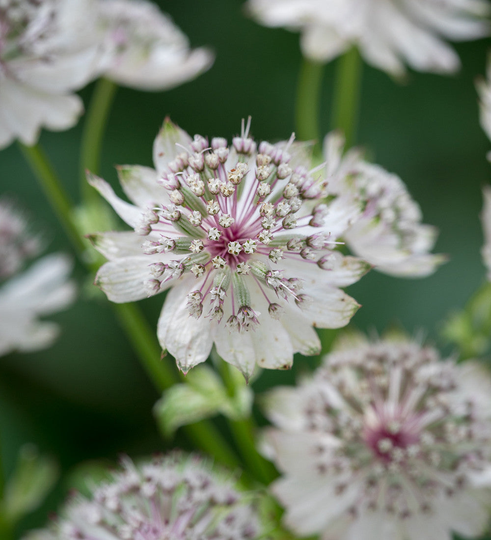 Sarah Raven Plants Astrantia Collection Stauden 3x 9cm Töpfe Schatten