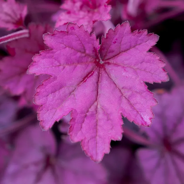 Sarah Raven Plants Heuchera Wild Rose Topf 3x9cm koralle