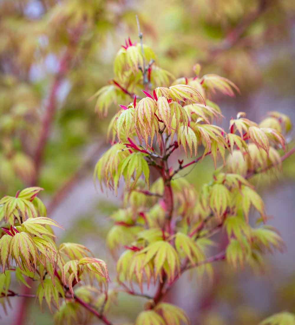 Sarah Raven Plants Acer Sango-Kaku Pflanze 2L Topf mehrjährig