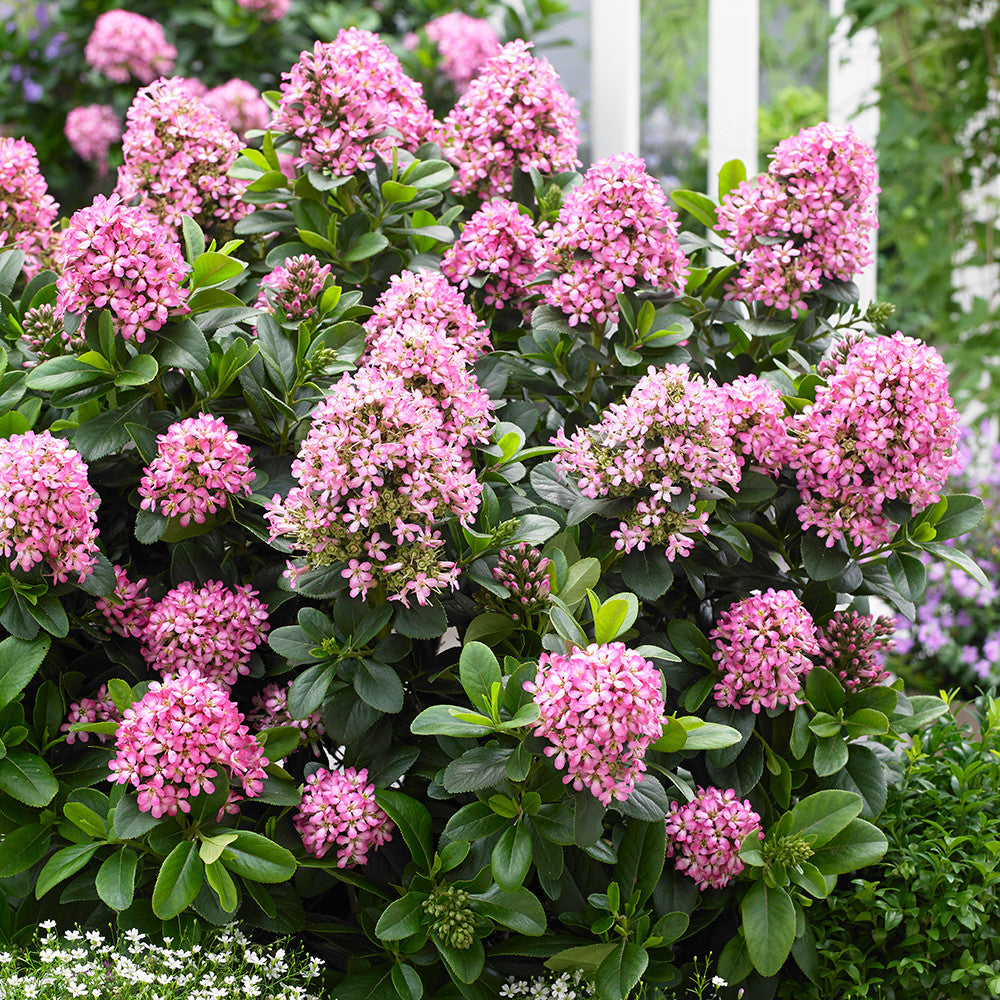 Sarah Raven Plants Escallonia Pink Elle Strauch 2 Liter Topf